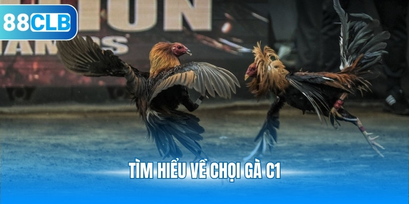 Tìm hiểu về chọi gà C1